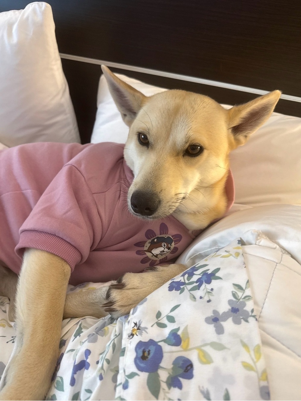 Buc-cee’s Dog Short Sleeve Sweater - Picture 4 of 4